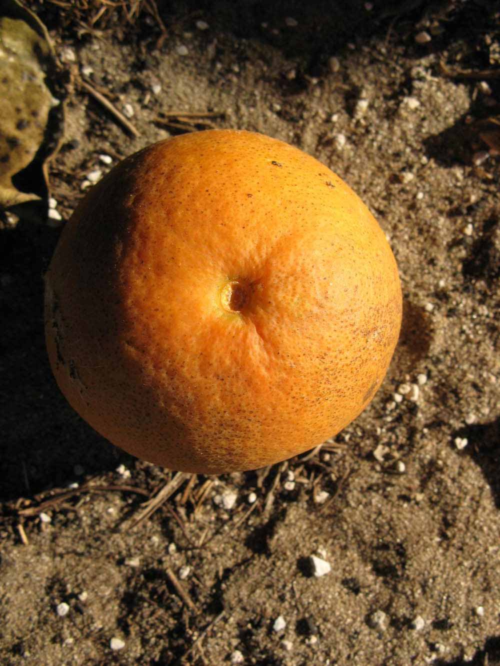              Fruit (Winter Haven, FL)       